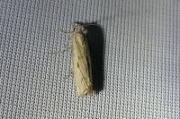 Agriphila geniculea