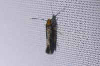 Cephimallota crassiflavella