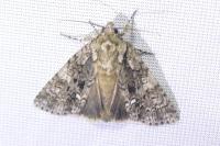 Acronicta rumicis