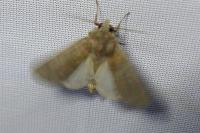 Hoplodrina ambigua