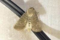Hoplodrina ambigua