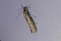 Agriphila geniculea
