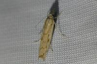 Agriphila geniculea