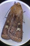 Xestia xanthographa