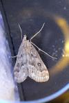 Parapoynx stratiotata