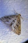 Parapoynx stratiotata