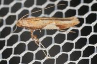 Caloptilia stigmatella