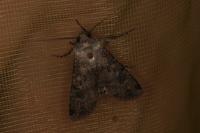 Agrotis segetum