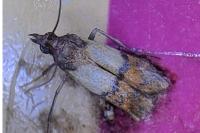 Plodia interpunctella