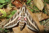 Hyles livornica