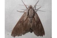 Hyloicus maurorum/pinastri