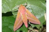 Deilephila elpenor