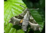 Proserpinus proserpina