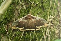 Saturnia pyri