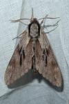 Hyloicus pinastri