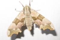 Mimas tiliae