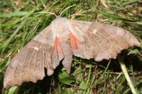 Laothoe populi