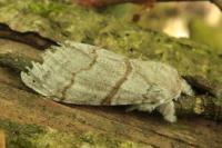 Calliteara pudibunda