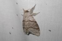 Calliteara pudibunda