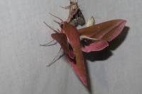 Deilephila elpenor