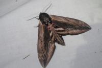 Sphinx ligustri