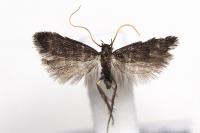 Eurodachtha siculella