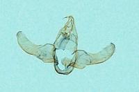 Eurodachtha siculella