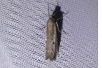 Agriphila geniculea