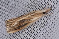 Catoptria verellus
