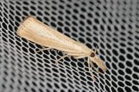 Agriphila straminella