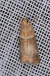 Acrobasis tumidana