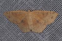 Cyclophora porata