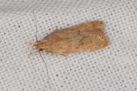 Helcystogramma lutatella