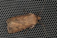 Agrotis segetum