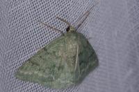 Pseudoterpna pruinata