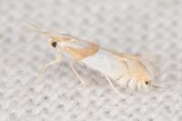 Phyllonorycter roboris