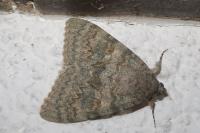 Catocala elocata