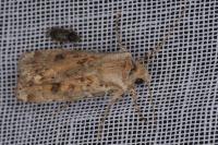 Agrotis ripae