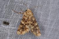 Hadena irregularis