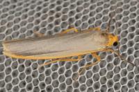 Manulea complana