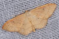 Idaea rubraria