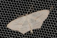 Scopula emutaria