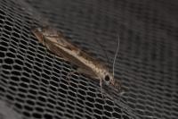 Platytes alpinella