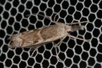 Platytes alpinella