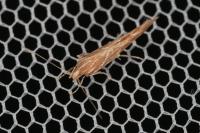 Pyroderces argyrogrammos