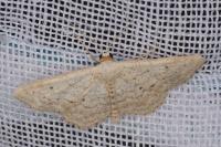 Idaea elongaria