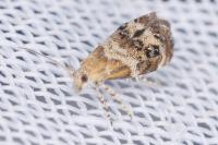 Tebenna micalis