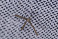 Agdistis