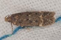Bryotropha