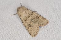 Anarta stigmosa